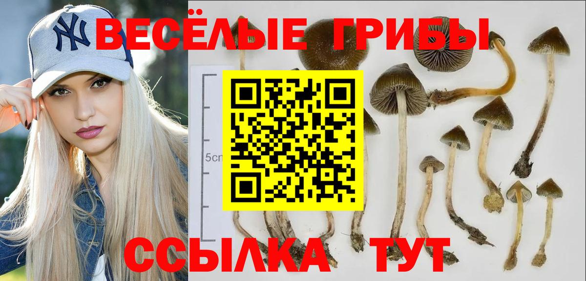 Псилоцибиновые грибы Psilocybe Ливны